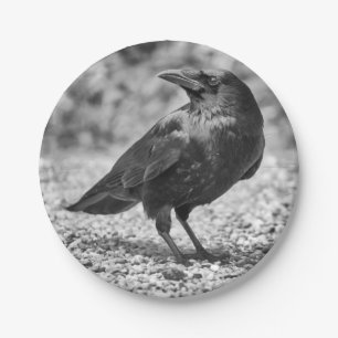 Zwarte vogel, kraai, op de rotsen papieren bordje