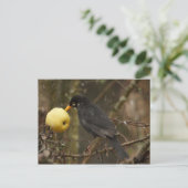 Zwarte vogel met appelposcard briefkaart (Staand voorkant)