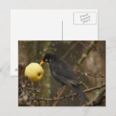 Zwarte vogel met appelposcard briefkaart (Voorkant / Achterkant)