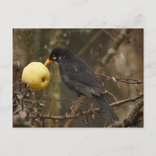 Zwarte vogel met appelposcard briefkaart (Voorkant)