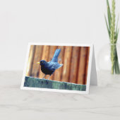 Zwarte vogel op hek kaart (Voorkant)