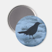 Zwarte vogel op ijs Magnet (Voorkant / Achterkant)