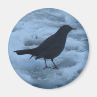 Zwarte vogel op ijs Magnet