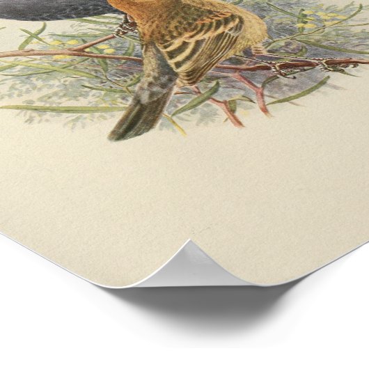 zwarte vogelafdrukken poster (Hoek)