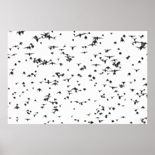 ZWARTE VOGELS DIE OP SKY VLIEGEN POSTER (Voorkant)