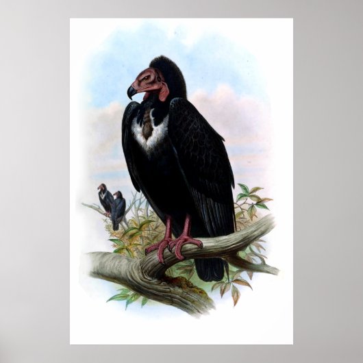  zwarte vogelstand poster (Voorkant)