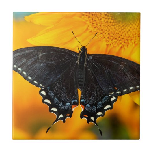 Zwarte vorm van oostelijke tijger tegeltje (Voorkant)