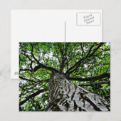 Zwarte walnoot stam en takken briefkaart (Voorkant / Achterkant)