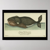  zwarte walvis — Afdruk Poster (Voorkant)