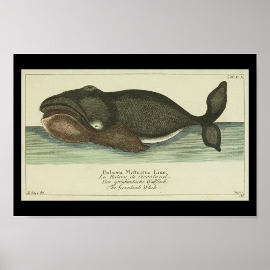  zwarte walvis — Afdruk Poster (Voorkant)
