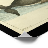  zwarte walvis — Afdruk Poster (Hoek)