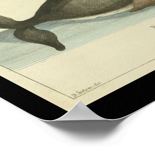  zwarte walvis — Afdruk Poster (Hoek)