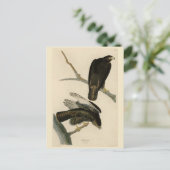Zwarte Warrior (Rode Hawk) van Audubon Birds Briefkaart (Staand voorkant)