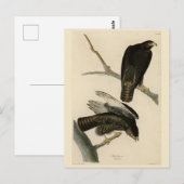 Zwarte Warrior (Rode Hawk) van Audubon Birds Briefkaart (Voorkant / Achterkant)