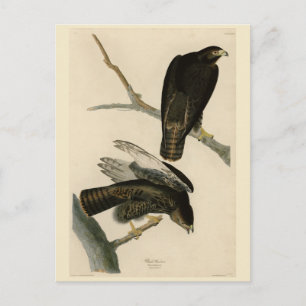Zwarte Warrior (Rode Hawk) van Audubon Birds Briefkaart