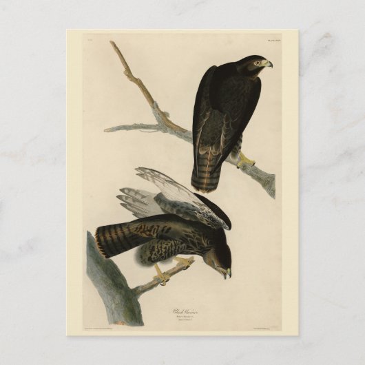 Zwarte Warrior (Rode Hawk) van Audubon Birds Briefkaart (Voorkant)