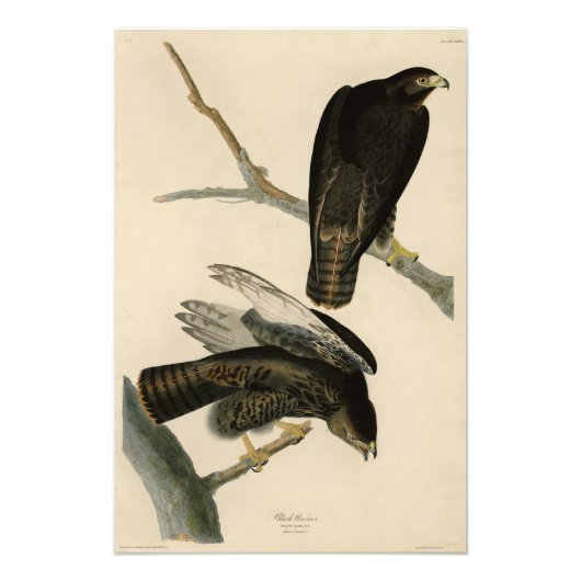 Zwarte Warrior (Rode Hawk) van Audubon Birds Foto Afdruk (Voorkant)