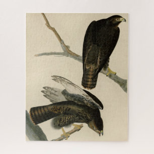 Zwarte Warrior (Rode Hawk) van Audubon Birds Legpuzzel