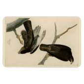Zwarte Warrior (Rode Hawk) van Audubon Birds Magneet (Horizontaal)