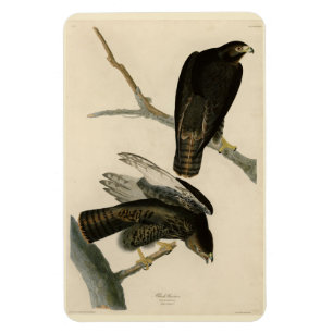 Zwarte Warrior (Rode Hawk) van Audubon Birds Magneet