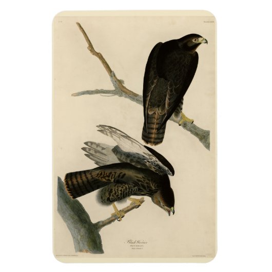 Zwarte Warrior (Rode Hawk) van Audubon Birds Magneet (Verticaal)