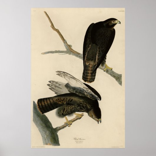 Zwarte Warrior (Rode Hawk) van Audubon Birds Poster (Voorkant)
