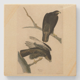 Zwarte Warrior (Rode Hawk) van Audubon Birds Stenen Onderzetter