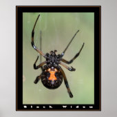 Zwarte weduwe poster (Voorkant)