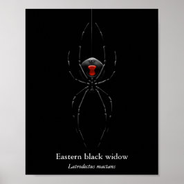 Zwarte Weduwe Spin Poster (Halfglans)