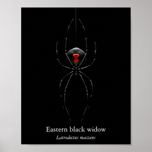 Zwarte Weduwe Spin Poster (Halfglans) (Voorkant)