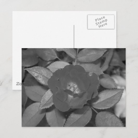 Zwarte & Witte Bloem Briefkaart (Voorkant / Achterkant)