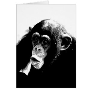 Zwarte witte chimpansee