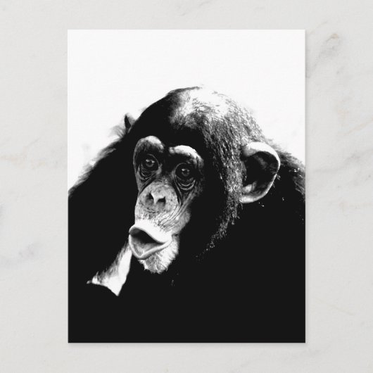 Zwarte witte chimpansee briefkaart (Voorkant)