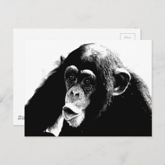 Zwarte witte chimpansee briefkaart (Voorkant / Achterkant)