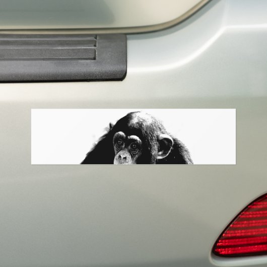 Zwarte witte chimpansee bumpersticker (Op auto)