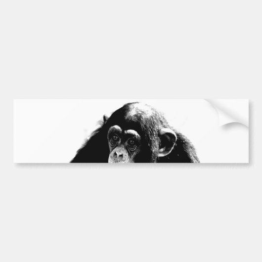 Zwarte witte chimpansee bumpersticker (Voorkant)