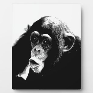 Zwarte witte chimpansee fotoplaat