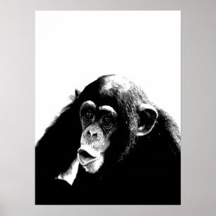 Zwarte witte chimpansee poster