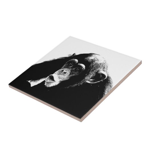 Zwarte witte chimpansee tegeltje (Zijkant)