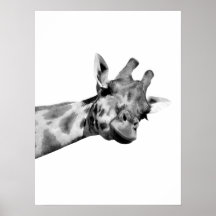 Zwarte witte giraffe afrikaans dier peekaboe foto