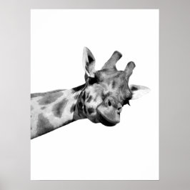 Zwarte witte giraffe afrikaans dier peekaboe foto poster