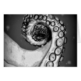 zwarte & witte inktvis