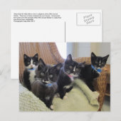Zwarte & Witte Kittens 2014 Aankondigingskaart (Voorkant / Achterkant)