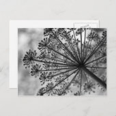 Zwarte & Witte Koningin Anne's Lace Briefkaart (Voorkant / Achterkant)