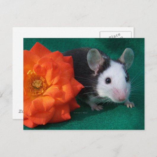 Zwarte witte muis en Oranje roos Briefkaart (Voorkant / Achterkant)