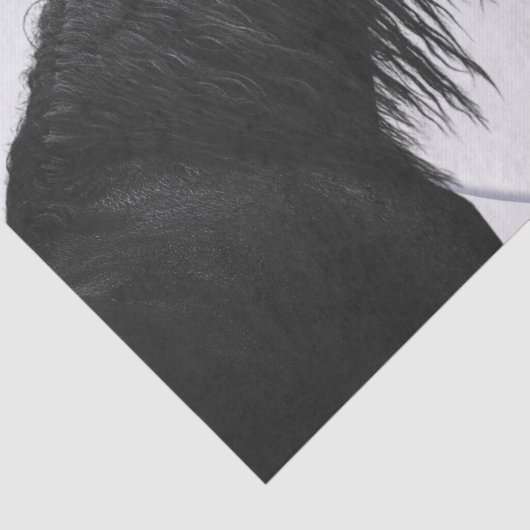 Zwarte witte paarden Beste vrienden ontkoppelen Tissuepapier (Detail)