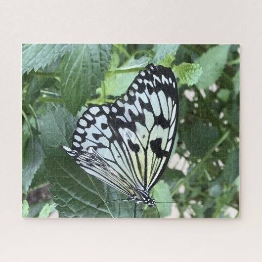 Zwarte witte vlinder legpuzzel (Horizontaal)