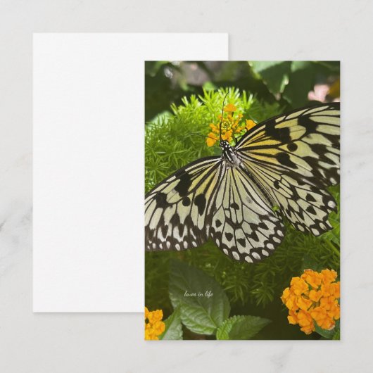  zwarte & witte vlinder notitiekaartje (Voorkant / Achterkant)