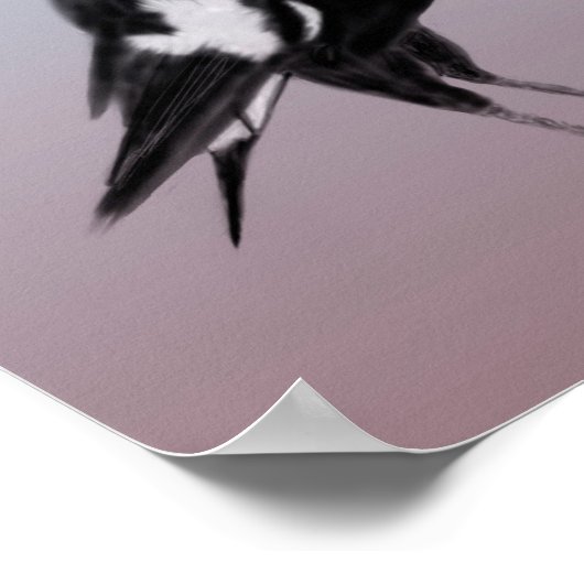 Zwarte witte vogel magnaat poster (Hoek)