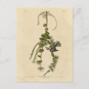 Zwarte & Witte Warbler - Amerikaanse vogels Briefkaart